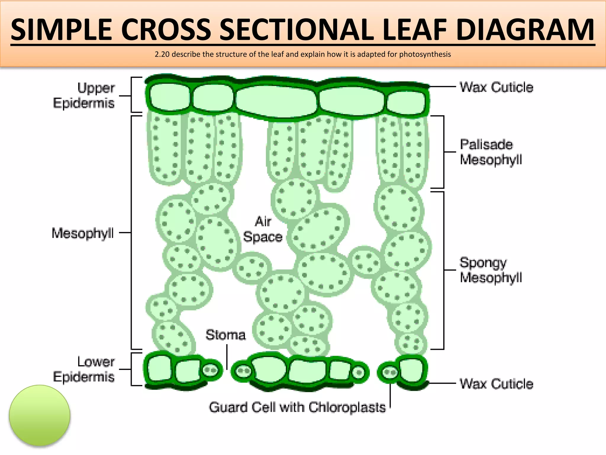 SIMPLE CROSS SECTIONAL LEAF DIAGRAM 
2.20 describe the structure of the leaf and explain how it is adapted for photosynthesis 
 