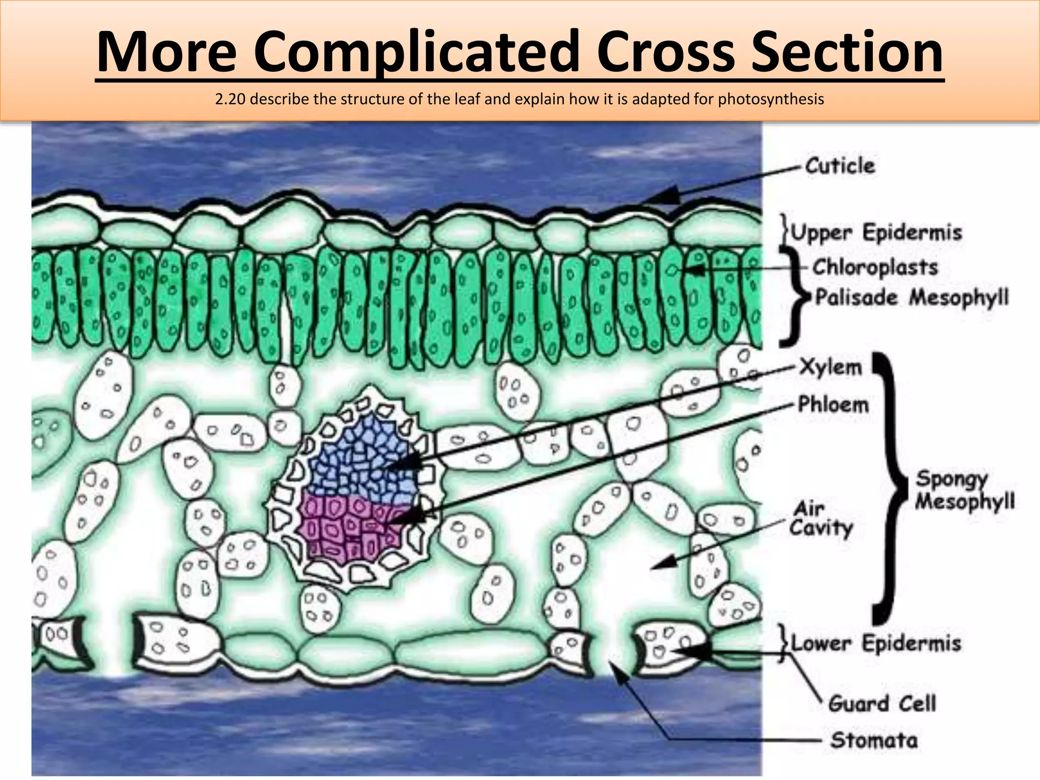 More Complicated Cross Section 
2.20 describe the structure of the leaf and explain how it is adapted for photosynthesis 
 