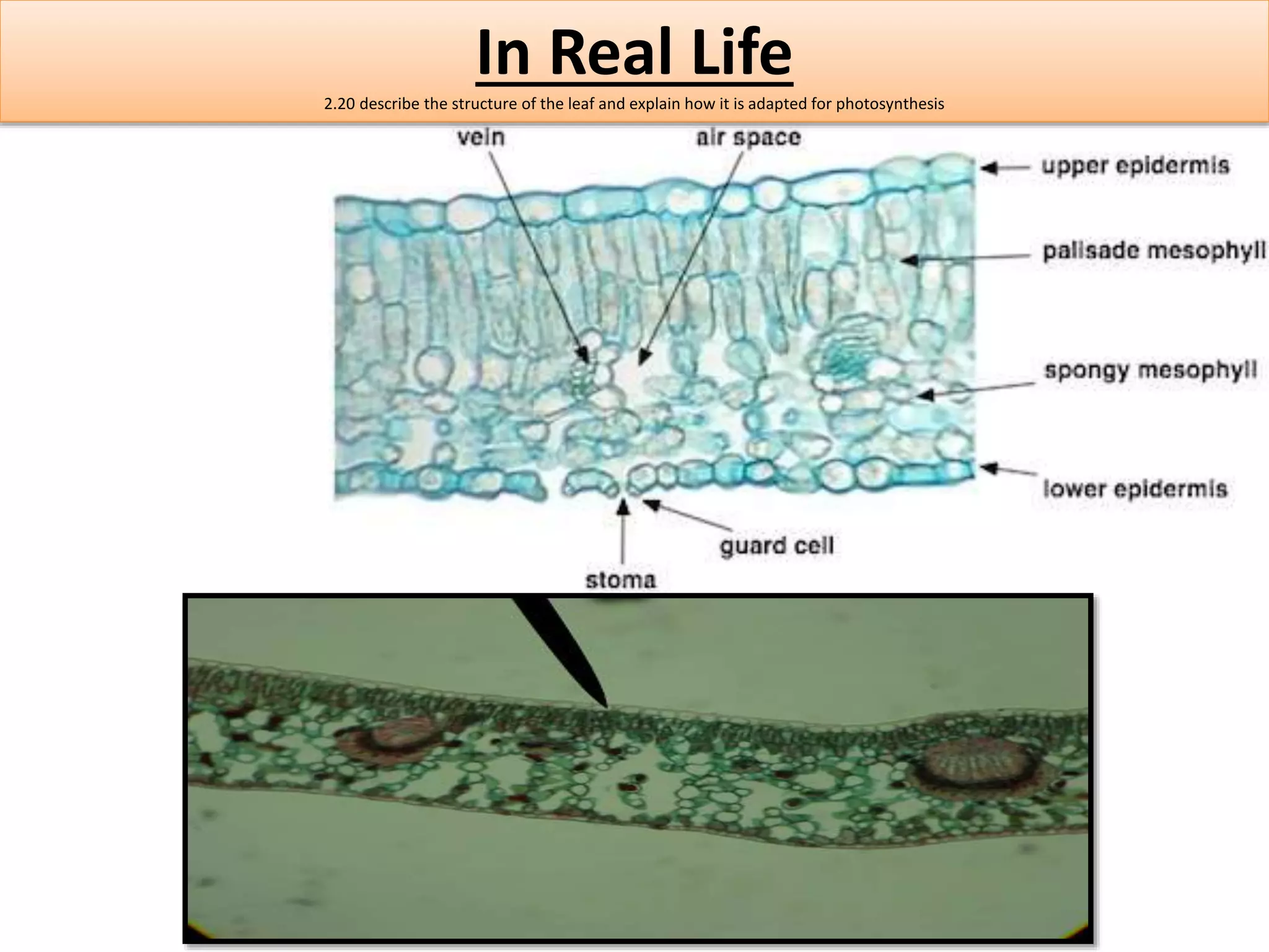 In Real Life 
2.20 describe the structure of the leaf and explain how it is adapted for photosynthesis 
 