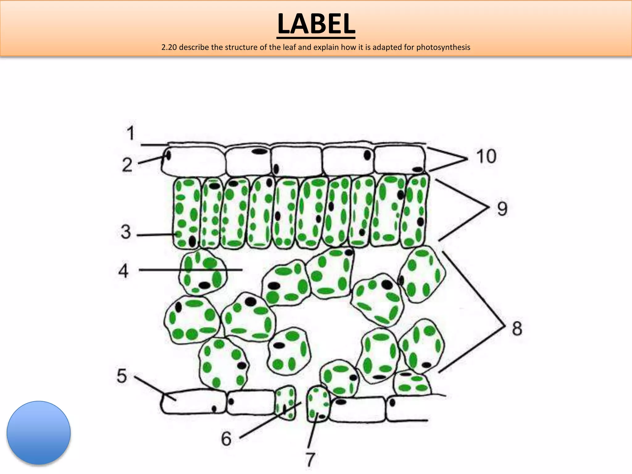 LABEL 
2.20 describe the structure of the leaf and explain how it is adapted for photosynthesis 
 