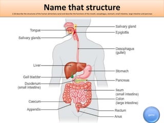 Describe the function 
2.26 describe the structures of the human alimentary canal and describe the functions of the mouth,...