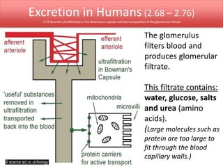 Excretion in Humans (2.68 – 2.76) 
2.73 understand that water is reabsorbed into the blood from the collecting duct 
2.75 ...