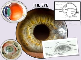 EYE DIAGRAM 
2.87 describe the structure and function of the eye as a receptor 
Conjunctiva 
 