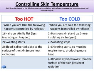 Blood is diverted 
2.89 describe the role of the skin in temperature regulation, with reference to sweating, vasoconstrict...