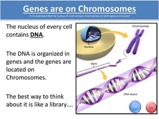 3.13 understand that the nucleus of a cell contains chromosomes on which genes are located 
 