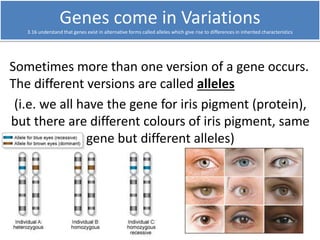 Alleles give rise to Variation (2) 
3.16 understand that genes exist in alternative forms called alleles which give rise t...