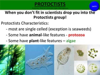 PROTOCTISTS 
Some, like Amoeba, that live in pond water, have features like an animal cell, while others, like Chlorella, ...