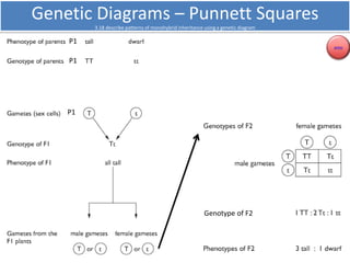 Genetic Diagrams – Crossing 
3.18 describe patterns of monohybrid inheritance using a genetic diagram 
To cross two tall p...