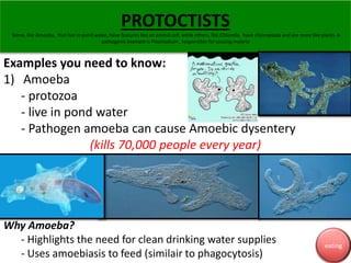 Some, like Amoeba, that live in pond water, have features like an animal cell, while others, like Chlorella, have chloropl...