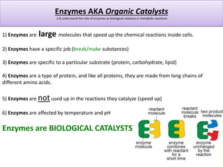 So What is an difference between an Inorganic Catalyst and 
an Enzyme 
2.8 understand the role of enzymes as biological ca...