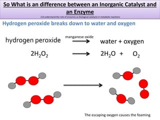 So What is an difference between an Inorganic Catalyst and 
an Enzyme 
2.8 understand the role of enzymes as biological ca...