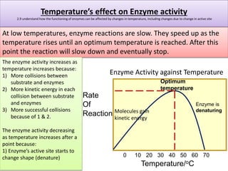 Temperature’s effect on Enzyme activity 
2.9 understand how the functioning of enzymes can be affected by changes in tempe...