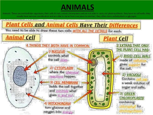 GCSE IGCSE Biology by Syllabus points