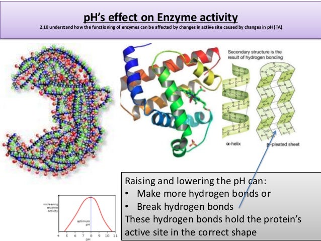 an experiment on the activity of the enzymes Enzymes are large proteins that catalyze chemical reactions what are the effects of boiling & freezing on enzyme activity written by richard gaughan related articles science experiments demonstrating how temperature affects enzyme activity. an experiment on the activity of the enzymes Enzymes are large proteins that catalyze chemical reactions what are the effects of boiling & freezing on enzyme activity written by richard gaughan related articles science experiments demonstrating how temperature affects enzyme activity.