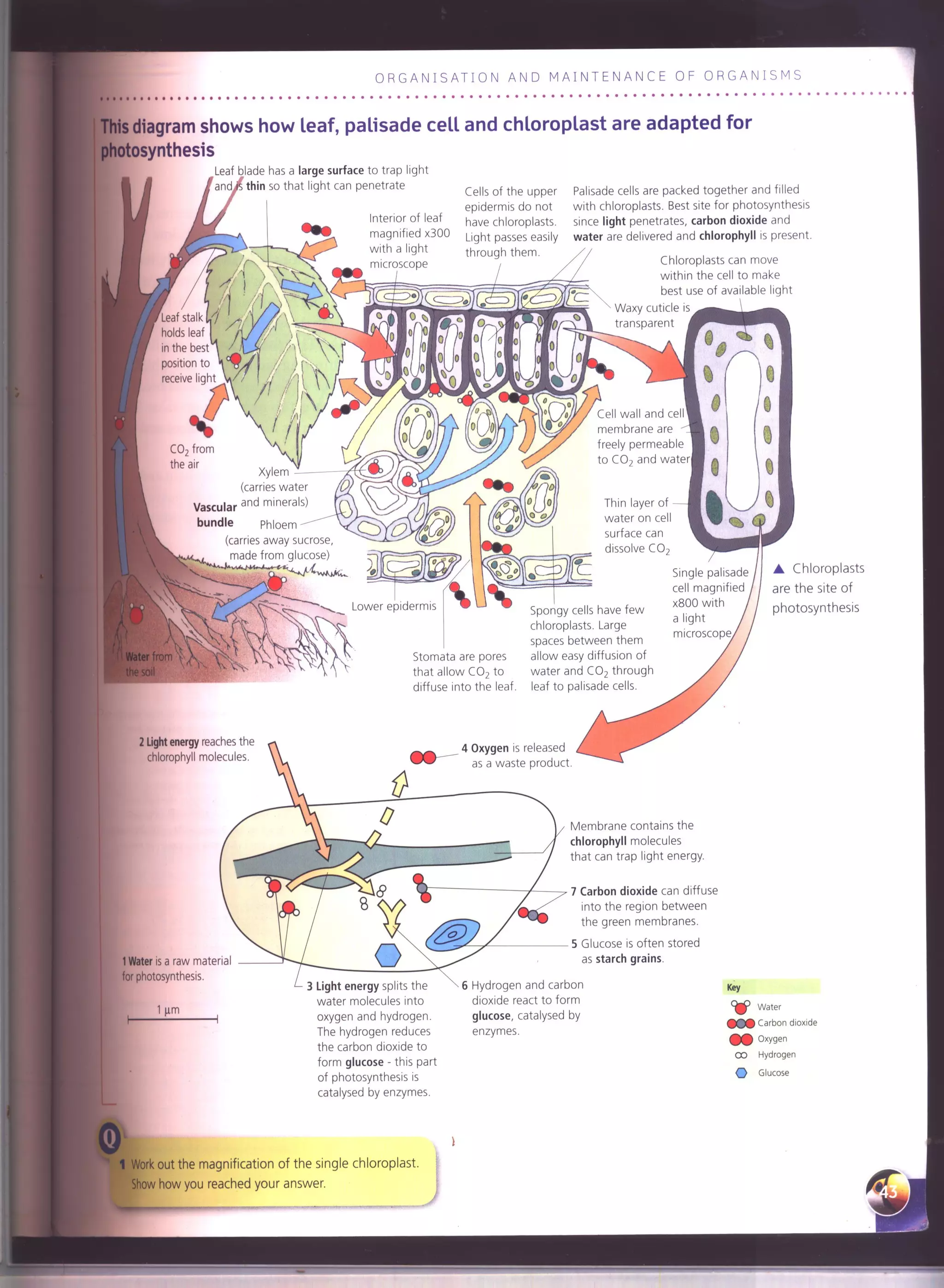 IGCSE Cambridge biology r. pickering