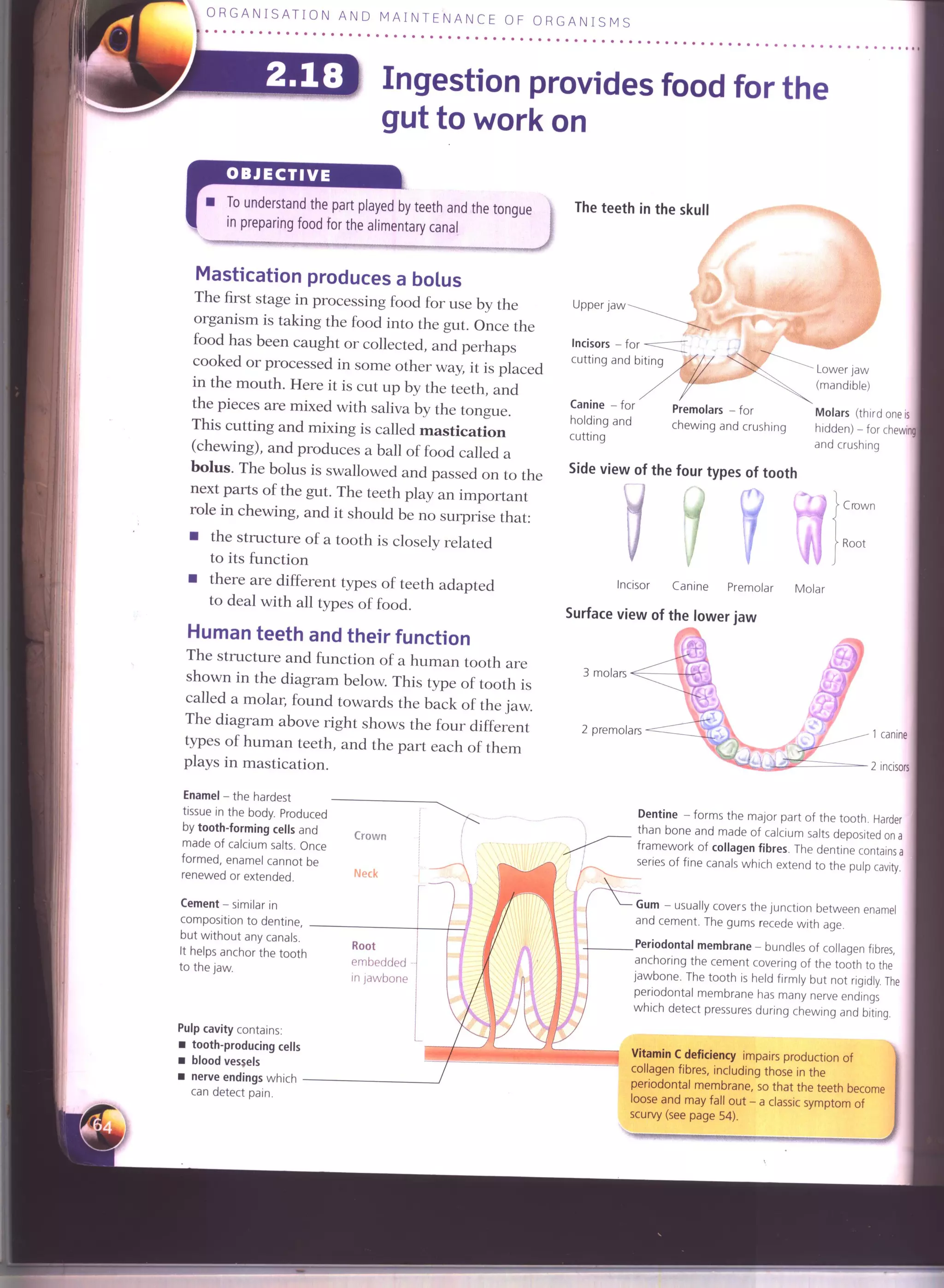 IGCSE Cambridge biology r. pickering