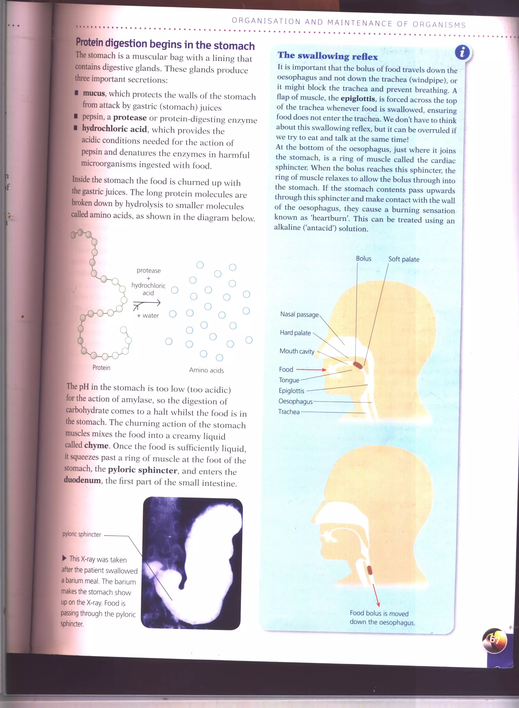 IGCSE Cambridge biology r. pickering