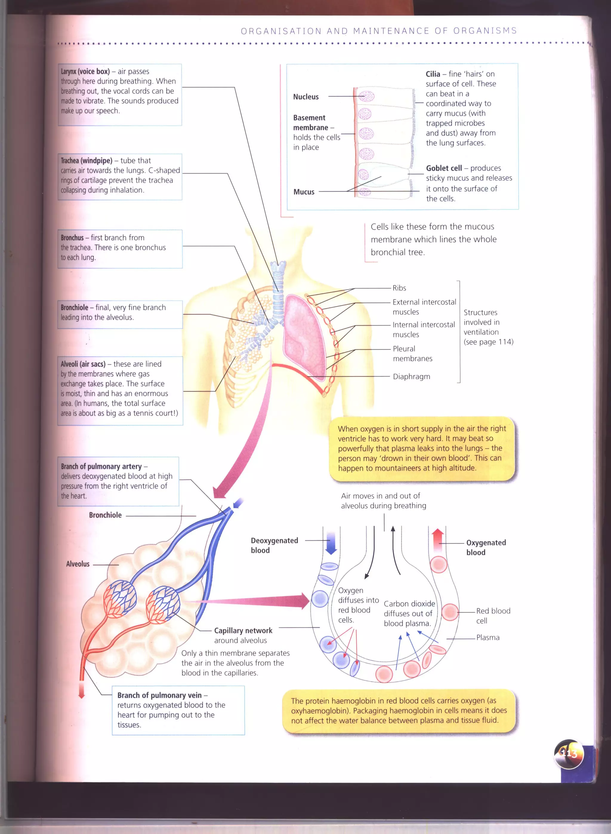 IGCSE Cambridge biology r. pickering