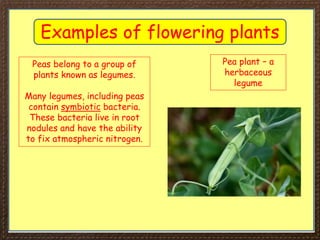 IGCSE Biology Section 1 Lesson 2 by HIna Imran (Jawahir Al Riyadh ...