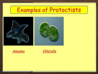 Proctists Examples iGCSE Biology Section 1 Lesson 3.ppt