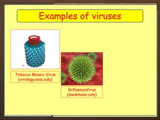 iGCSE Biology Section 1 Lesson 3.ppt