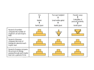 iGCSE Biology Section 4 Lesson 2.pptx