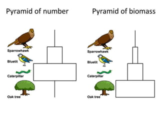 iGCSE Biology Section 4 Lesson 2.pptx