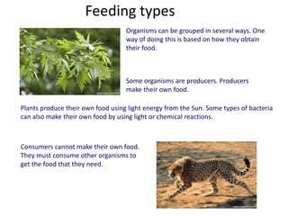 Feeding types
Organisms can be grouped in several ways. One
way of doing this is based on how they obtain
their food.
Some organisms are producers. Producers
make their own food.
Plants produce their own food using light energy from the Sun. Some types of bacteria
can also make their own food by using light or chemical reactions.
Consumers cannot make their own food.
They must consume other organisms to
get the food that they need.
 