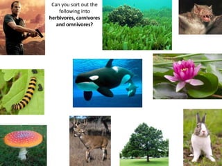 Can you sort out the
following into
herbivores, carnivores
and omnivores?
 