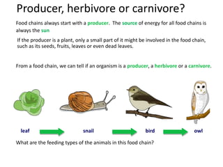 Producer, herbivore or carnivore?
What are the feeding types of the animals in this food chain?
From a food chain, we can tell if an organism is a producer, a herbivore or a carnivore.
If the producer is a plant, only a small part of it might be involved in the food chain,
such as its seeds, fruits, leaves or even dead leaves.
Food chains always start with a producer. The source of energy for all food chains is
always the sun
snail
leaf bird owl
 