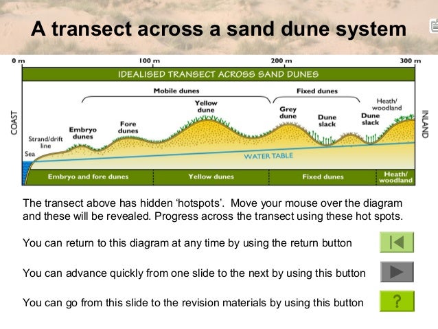 Igcse Geog Dune Succession Igcse Geog Dune Succession