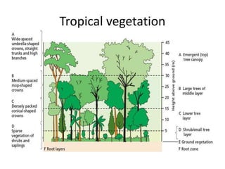 Tropical vegetation
 