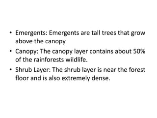 • Emergents: Emergents are tall trees that grow
above the canopy
• Canopy: The canopy layer contains about 50%
of the rainforests wildlife.
• Shrub Layer: The shrub layer is near the forest
floor and is also extremely dense.
 