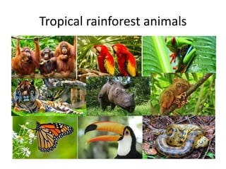 Tropical rainforest animals
 