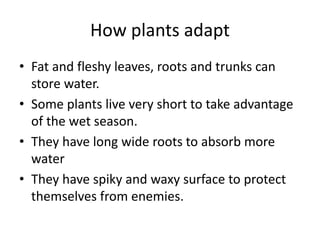 How plants adapt
• Fat and fleshy leaves, roots and trunks can
store water.
• Some plants live very short to take advantage
of the wet season.
• They have long wide roots to absorb more
water
• They have spiky and waxy surface to protect
themselves from enemies.
 