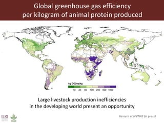 Feeding the World in 2050: Trade-offs, synergies and tough choices for the livestock sector 
