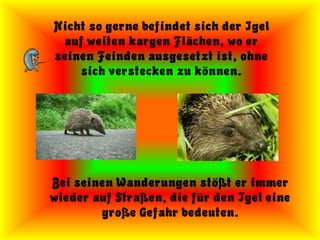Nicht so gerne befindet sich der Igel
 auf weiten kargen Flächen, wo er
seinen Feinden ausgesetzt ist, ohne
    sich verstecken zu können.




Bei seinen Wanderungen stößt er immer
wieder auf Straßen, die für den Igel eine
        große Gefahr bedeuten.
 