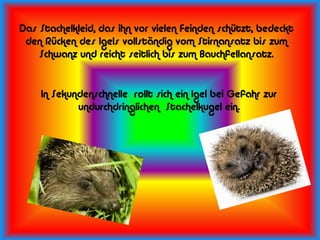 Das Stachelkleid, das ihn vor vielen Feinden schützt, bedeckt
 den Rücken des Igels vollständig vom Stirnansatz bis zum
    Schwanz und reicht seitlich bis zum Bauchfellansatz.


    In Sekundenschnelle rollt sich ein Igel bei Gefahr zur
            undurchdringlichen Stachelkugel ein.
 
