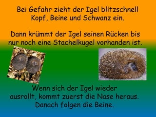 Bei Gefahr zieht der Igel blitzschnell
      Kopf, Beine und Schwanz ein.

 Dann krümmt der Igel seinen Rücken bis
nur noch eine Stachelkugel vorhanden ist.




       Wenn sich der Igel wieder
ausrollt, kommt zuerst die Nase heraus.
        Danach folgen die Beine.
 