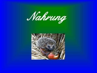 Nahrung
 