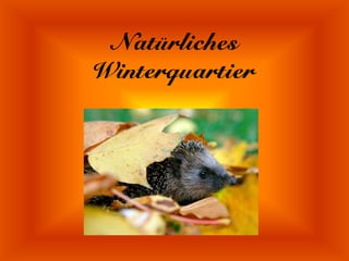 Natürliches
Winterquartier
 