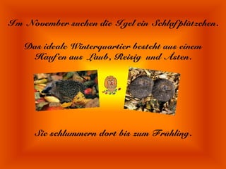 Im November suchen die Igel ein Schlafplätzchen.

   Das ideale Winterquartier besteht aus einem
    Haufen aus Laub, Reisig und Ästen.




      Sie schlummern dort bis zum Frühling.
 