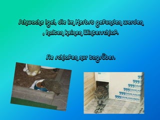 Schwache Igel, die im Herbst gefunden werden
        , halten keinen Winterschlaf.



         Sie schlafen nur tagsüber.
 