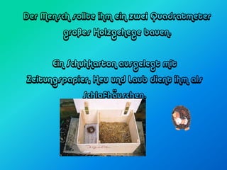 Der Mensch sollte ihm ein zwei Quadratmeter
         großes Holzgehege bauen.


      Ein Schuhkarton ausgelegt mit
Zeitungspapier, Heu und Laub dient ihm als
             Schlafhäuschen.
 