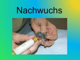 Nachwuchs
 