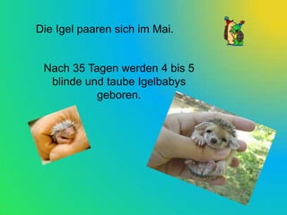 Die Igel paaren sich im Mai.


 Nach 35 Tagen werden 4 bis 5
  blinde und taube Igelbabys
           geboren.
 