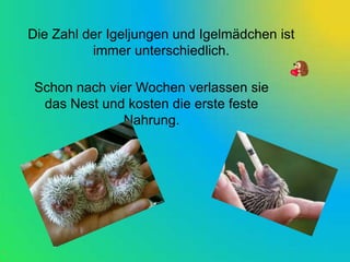 Die Zahl der Igeljungen und Igelmädchen ist
          immer unterschiedlich.

 Schon nach vier Wochen verlassen sie
  das Nest und kosten die erste feste
               Nahrung.
 