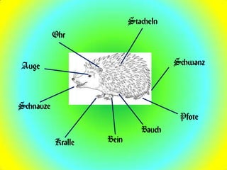 Stacheln
           Ohr


Auge                                  Schwanz



Schnauze
                                       Pfote
                              Bauch
           Kralle   Bein
 