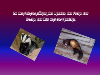 Zu den Feinden zählen der Marder, der Fuchs, der
        Dachs, der Iltis und der Habicht.
 