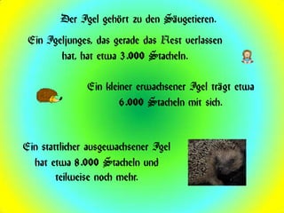 Der Igel gehört zu den Säugetieren.
 Ein Igeljunges, das gerade das Nest verlassen
        hat, hat etwa 3.000 Stacheln.

               Ein kleiner erwachsener Igel trägt etwa
                       6.000 Stacheln mit sich.


Ein stattlicher ausgewachsener Igel
  hat etwa 8.000 Stacheln und
        teilweise noch mehr.
 